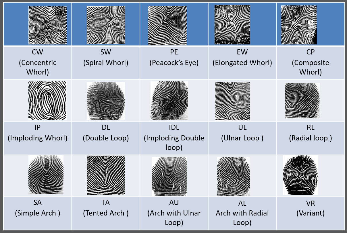  15 Type fingerprints  ตัวอย่างลายนิ้วมือ15ชนิด