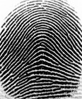 ลายนิ้วแบบลายโค้ง(Arch) SA fingerprint
