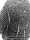 ลายนิ้วแบบลายโค้ง(Arch) AU  fingerprint