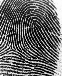 ลายนิ้วมัดหวายแท้ Rl fingerprint