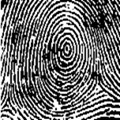 ลายนิ้วก้นหอย CW fingerprint
