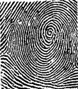 ลายนิ้วก้นหอย sW fingerprint