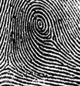 ลายนิ้วก้นหอย PE fingerprint peacock' s eye fingerprint