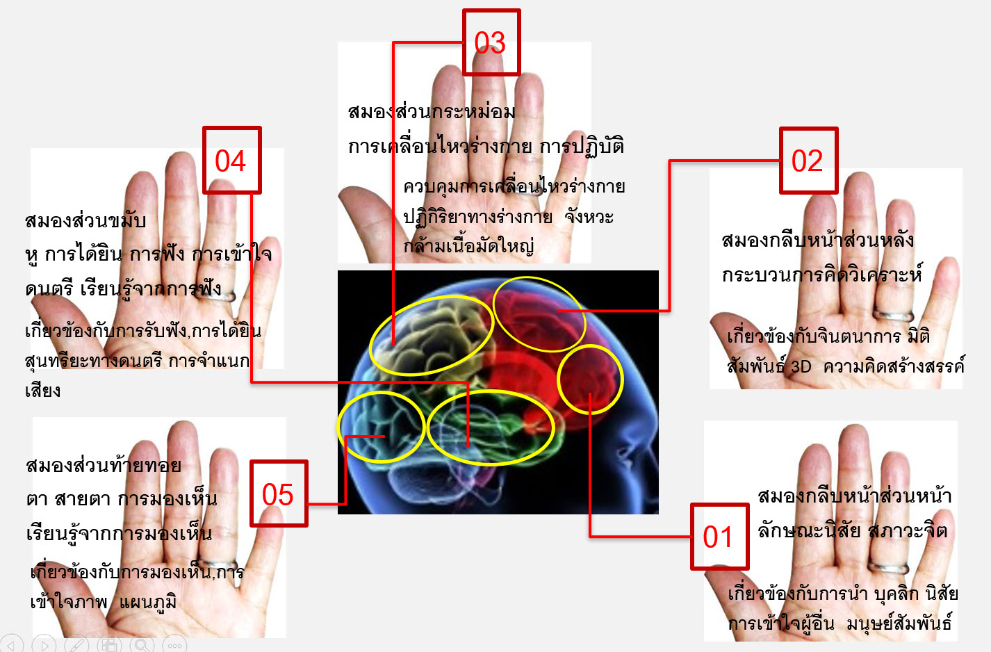 นิ้วมือซ้ายสัมพันธ์กับสมองซีกขวา ปัญญา 5 ประเภทที่นิ้วมือซ้าย