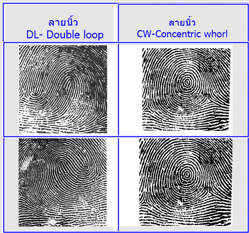 double loop fingerprint  /concentric fingerprint