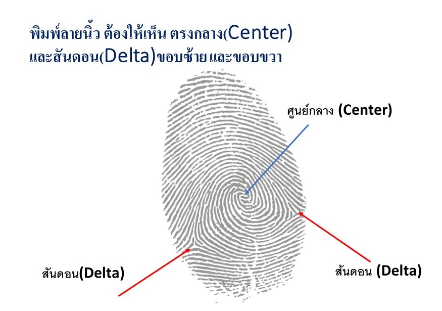 ลายนิ้วสมบูรณ์ 2